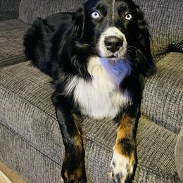 Australian Shepherd Puppies from Blu Diamond's Aussies