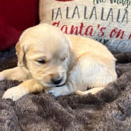 Brynn - Light golden female Golden Retriever puppy in Seville, Ohio from Retriever Ranch