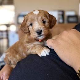 Orange Collar Boy - Red male Australian Labradoodle puppy in Thousand Oaks, California from Lovely Doodle Lane