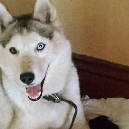 Destiny  - Siberian Husky
