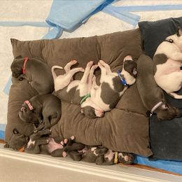 Whippet Puppies from Moodyblues Whippets