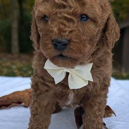 Aldo - Red  male Goldendoodle puppy in Mint Hill, North Carolina from DoodleForever