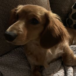Uhtred - Dachshund