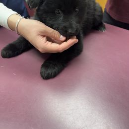 German Shepherd Puppies from Von Kingsburg Shepherds
