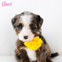 Gucci - Blue merle female Bernedoodle puppy in Diamond Bar, California from Furrytaildoodles