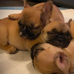 French Bulldogs from Karen's French Bulldogs