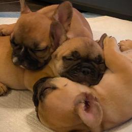 French Bulldogs from Karen's French Bulldogs