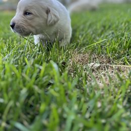 Labrador Retriever Puppies from Gem State English Labrador Retrievers