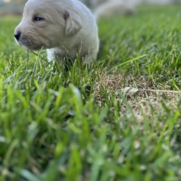 Labrador Retriever Puppies from Gem State English Labrador Retrievers