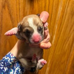 Jane - Red female Pembroke Welsh Corgi puppy in Delton, Michigan from CorGizmo