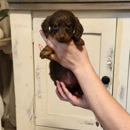 Pinto - Chocolate male Dachshund puppy in Silsbee, Texas from The Doxie Den