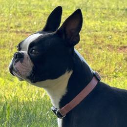 Gina - Boston Terrier