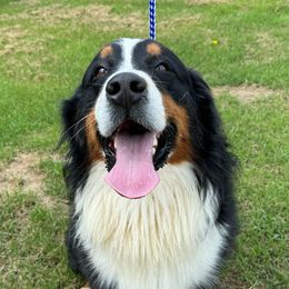 Thorn - Bernese Mountain Dog