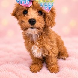 Flower - Apricot female Cavapoo puppy in Truckee, California from Heavenly Goldendoodles