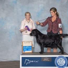 Bug - Labrador Retriever