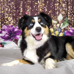 MOONSHINE - Miniature Australian Shepherd