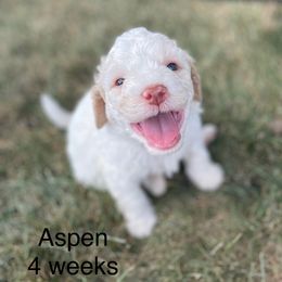 Aspen - White male Lagotto Romagnolo puppy in Minster, Ohio from 1880 Lagotto