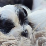 Mal-Shi Puppies from Gemstone Exclusive Pups of Florida