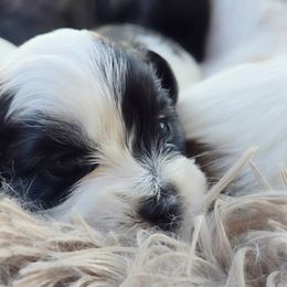 Mal-Shi Puppies from Gemstone Exclusive Pups of Florida