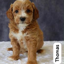 Thomas - Apricot male Goldendoodle puppy in Mint Hill, North Carolina from DoodleForever