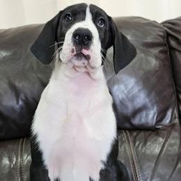Stripe - Mantle male Great Dane puppy in Castle Rock, Washington from Uber Alles Great Danes