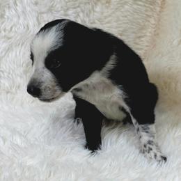 Puppy 4 -Female - Black and white female Border Collie puppy in Danielsville, Georgia from MABorderCollies