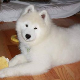 Samoyed Puppies from SnoDen Samoyeds