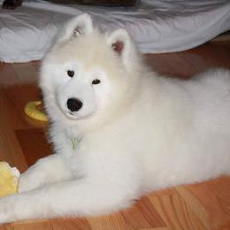Samoyed Puppies from SnoDen Samoyeds