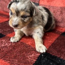 Sully - Blue merle male Australian Shepherd puppy in Hico, Texas from Chisholm Trail Kennels