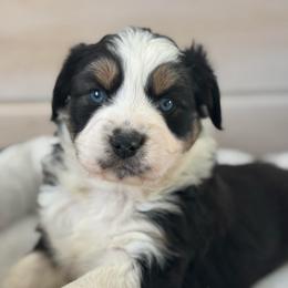 Star - Black tri-color female Australian Shepherd puppy in Morrow, Ohio from OakHaven Acres Aussies