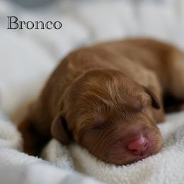 Bronco - Red male Australian Labradoodle puppy in Manchaca, Texas from Heartrock Labradoodles