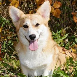 Uni - Pembroke Welsh Corgi