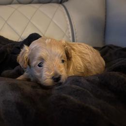 Chai - Fawn male Companion Cross puppy in Grottoes, Virginia from Wendy’s Maltese & Cavamalts of Virginia