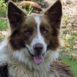 Border Collies from Mccurry Farms