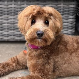 Finland - Australian Labradoodle
