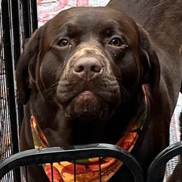 Guine - Labrador Retriever