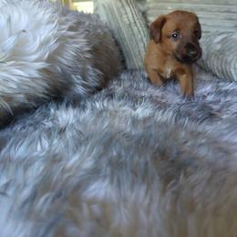 Pink - Red female Irish Terrier puppy in Broadway, North Carolina from Detmore Kennels
