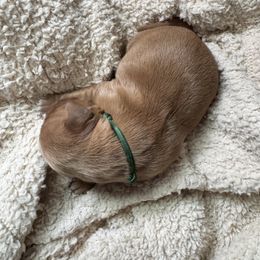 Green Collar Boy - Golden male Golden Retriever puppy in Bristol, Tennessee from The Dogstead
