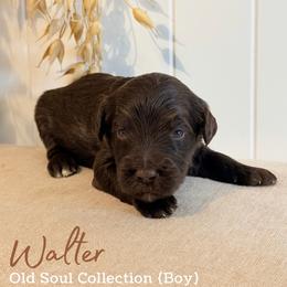 Walter - Chocolate male Goldendoodle puppy in Livermore, Colorado from Heritage Hills Family Doodles