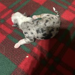 Blue Merle - Blue merle female Australian Shepherd puppy in Saratoga Springs, New York from Rock Springs Australian Shepherds