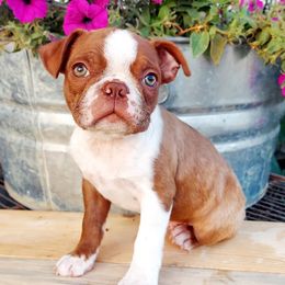 Shih Tzu puppies from Keeper of the Stars