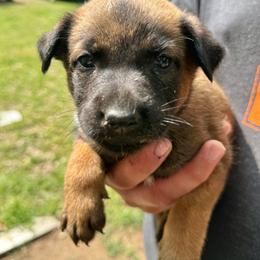 Nala - Sable female Working Dog Cross puppy in Sheridan, Arkansas from Dark Sky Kennels