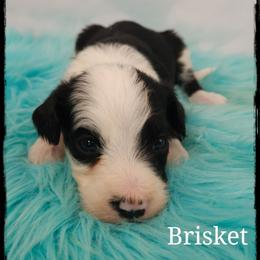 Brisket - Black and white female Sheepadoodle puppy in Farley, Iowa from Iowa's Doodle Co.