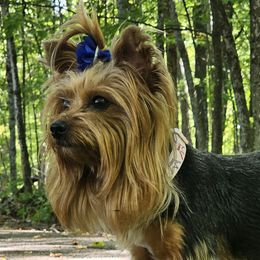 Yorkshire Terriers from Selah and Co.