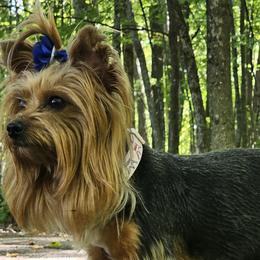 Yorkshire Terriers from Selah and Co.
