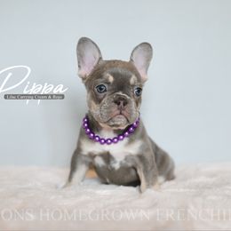Pippa carries b - Tricolors female French Bulldog puppy in Blue Ridge, Texas from Beason’s HomeGrown Frenchies