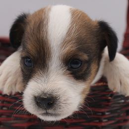Ollie - White and tan male Parson Russell Terrier puppy in Menifee, California from Wendover Terriers
