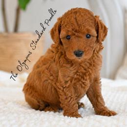 Princess Leia Organa - Red  female Poodle puppy in Spring Hills, Florida from The Olympus Standard Poodle