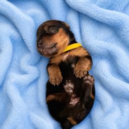 Boy 1 - Chocolate, tan and white male Yorkshire Terrier puppy in Marysville, Washington from Nina