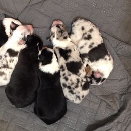 Australian Shepherd Puppies from Toni Thompson's Australian Shepherds